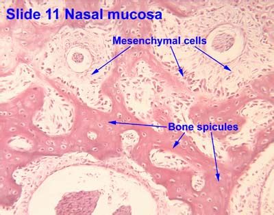 Endochondral Bone Formation Histology