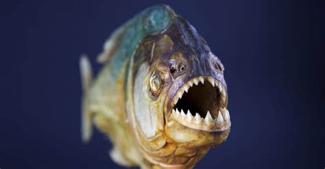 10 Incredible Piranha Facts - AZ Animals