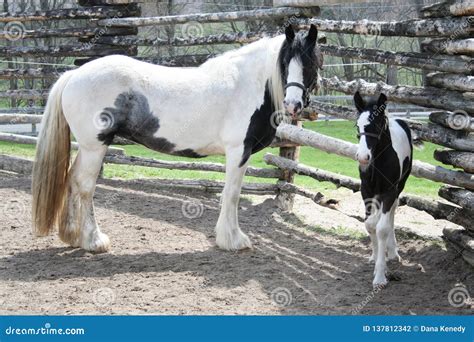 Cute Black and White Foal and Momma Horse Stock Photo - Image of horses ...