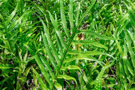 Ferns For Your Florida Landscape – Floralawn