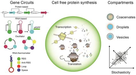 Cells | Free Full-Text | Cell-Free Protein Synthesis: Chassis toward ...