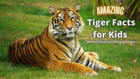 Amazing Tiger Facts for Kids - Kids Play and Create