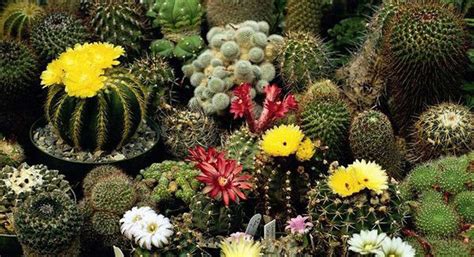 Cactus Flower Seeds | Kings, A leading seed supplier | Kings Seeds