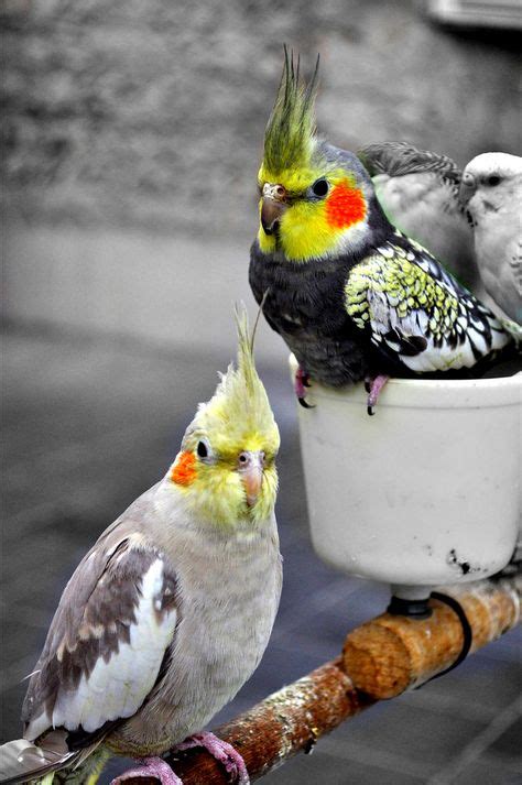 Cocktail Birds | Pet birds, Birds, Beautiful birds