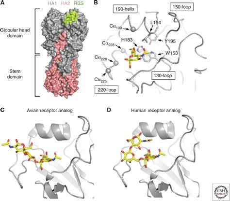 Influenza Hemagglutinin Structures and Antibody Recognition