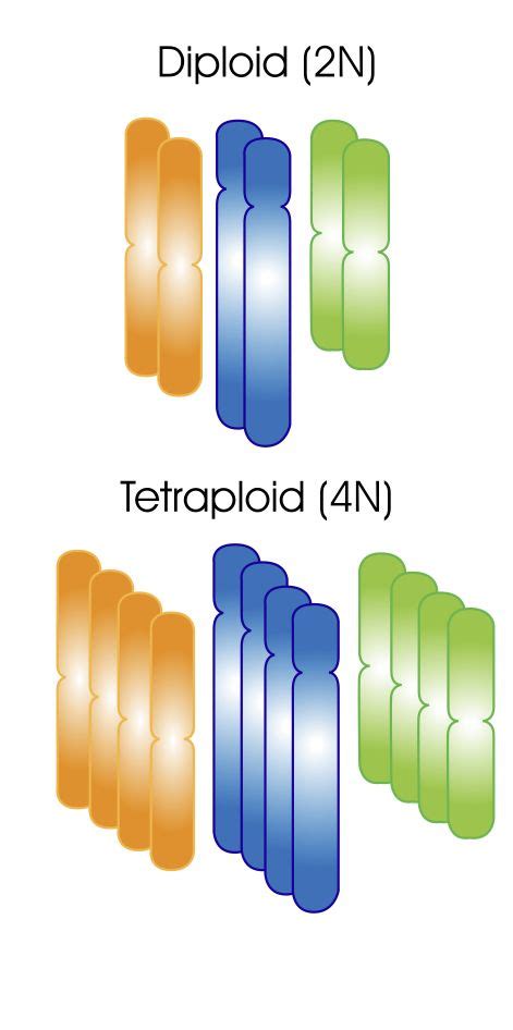 Graphic A Tetraploid chromosome graphic (diploid (2n) to tetraploid (4n), grasses delivers ...