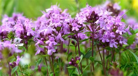 Infuzia de cimbrisor, remediu sigur pentru bolnavii de rinita cronicizata - Herbalrom ...