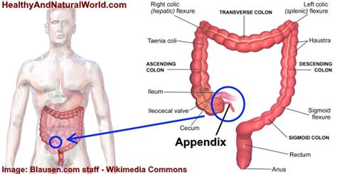 Appendix: Location, Function, Pain, and Symptoms of Appendicitis