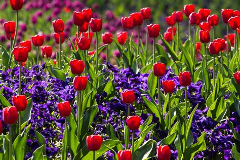 Free Images : light, field, meadow, flower, tulip, spring, red, macro ...