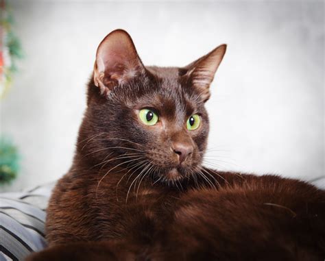 10 Of The Most Beautiful Brown Cat Breeds