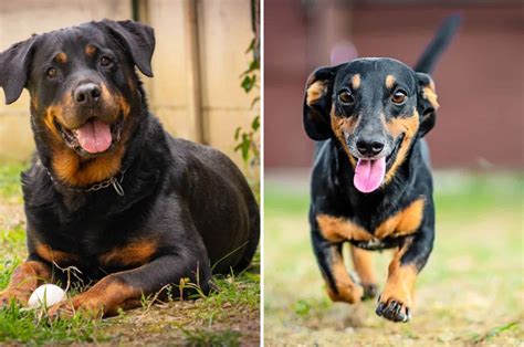 Is The Rottweiler Dachshund Mix A Reliable Family Pet?