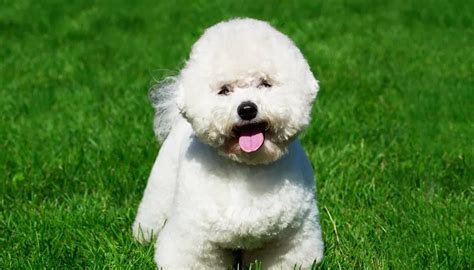 Mini Bichon Frise: Teacup Bichon with a Big Personality – PawSafe