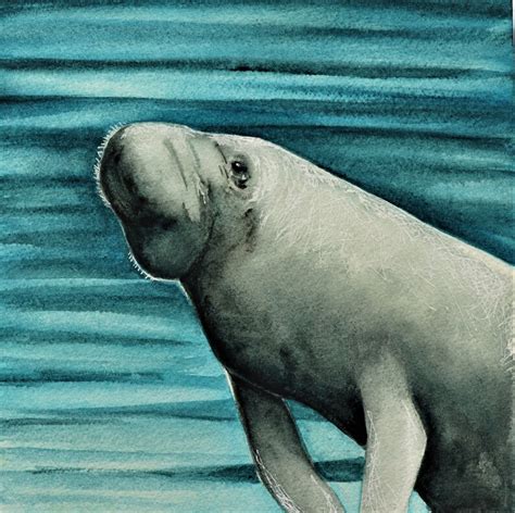 Manatee Limited Edition Fine Art Print Watercolor Manatee - Etsy