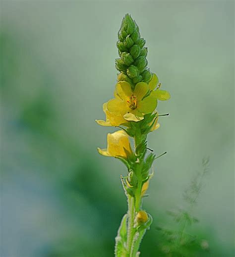 Den'sphotogallery: New hampshire Wildflowers In F-2.8