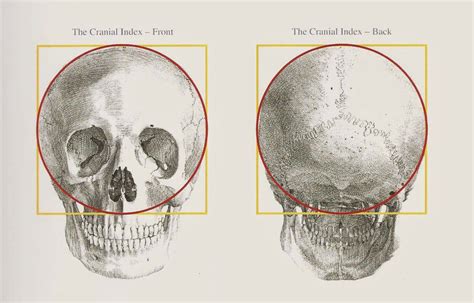 skull proportions - Google Search | 3d pixel skull | Pinterest | Figure drawings, Anatomy and ...