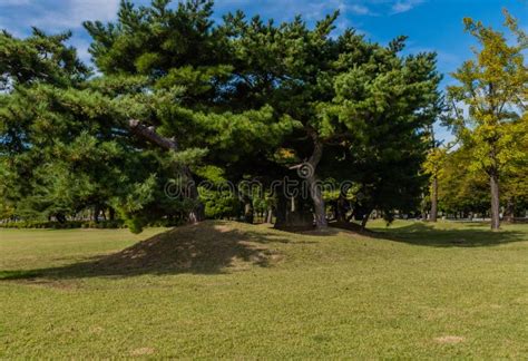 Beautiful Grove of Evergreen Trees Stock Image - Image of blue, environment: 160877847