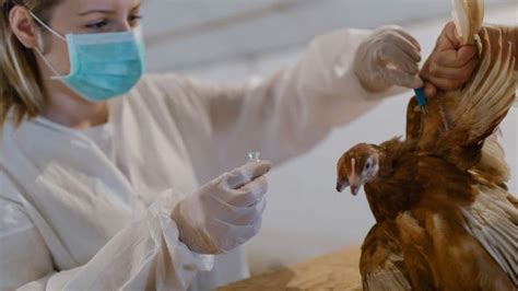 Preparedness for HPAI A(H5N1) Virus Varies Across Jurisdictions