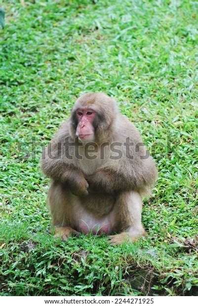 Makaka Zoo Green Grass Type Monkey Stock Photo 2244271925 | Shutterstock