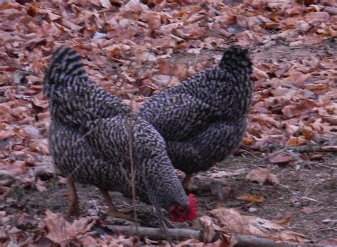 Barred Rock Hens | Chicken breeds, Barred rocks, Breeds