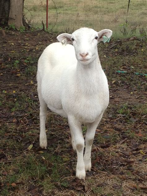 We have Katahdin hair sheep. 4 or our females look just like this picture. Lisa, Dottie ...