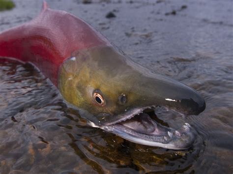 Salmon Fish In Water