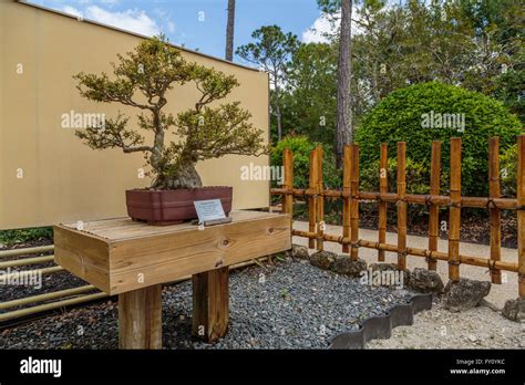 Morikami Museum and Japanese Gardens, Florida, USA Stock Photo - Alamy