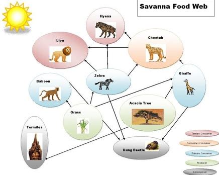 Food Chain and Food Web - Savannah