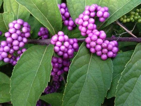 11 Best Native Plants for Columbia