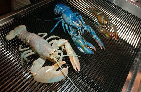 Albino Lobster alongside an extremely rare blue lobster! : r/awwlbino