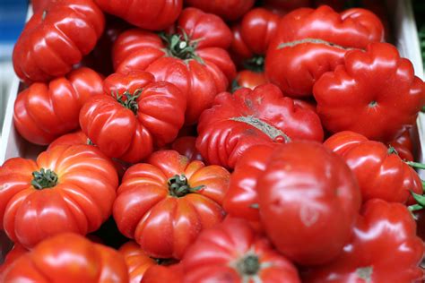 The 15 Best Beefsteak Tomatoes To Grow in 2021 - Food Gardening Network