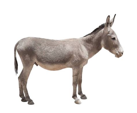 Donkey Side View Stock Photos, Pictures & Royalty-Free Images - iStock ...