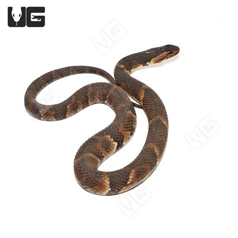 Yearling Broad Banded Water Snakes For Sale - Underground Reptiles