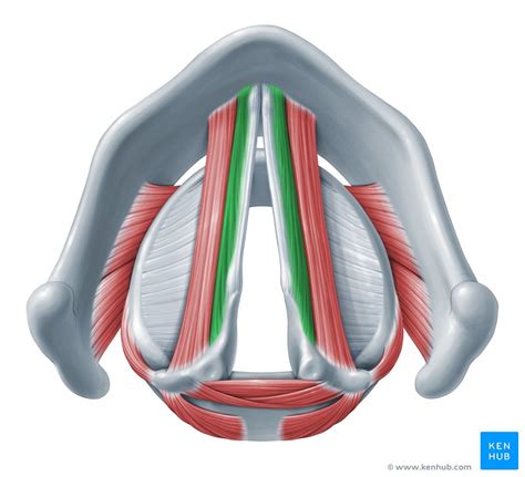 Vocalis: Origin, insertion, innervation, action | Kenhub