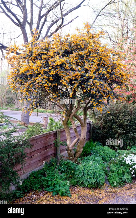 Orange Pyracantha (firethorn) tree in flower in garden in spring Stock Photo: 107762125 - Alamy