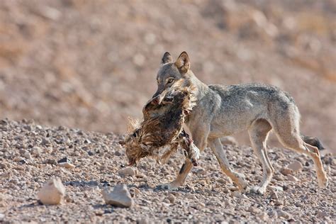 Arabian Wolf (Canis lupus arabs) – The Wolf Intelligencer