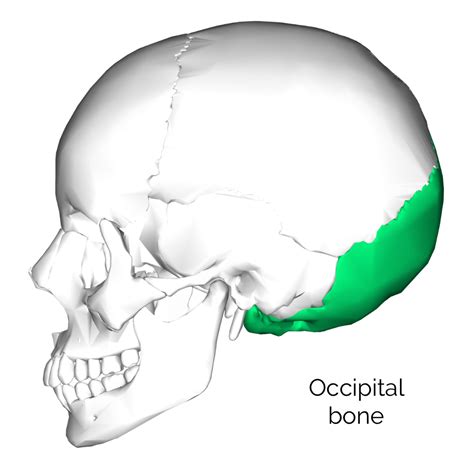 Bones of the Skull | Skull Osteology | Anatomy | Geeky Medics