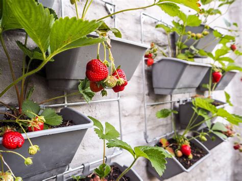 Erdbeeren vertikal anbauen: Anleitung & Tipps | Erdbeeren garten, Garten ideen gemüse ...