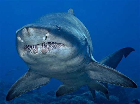 Baby sand tiger sharks kill and eat their siblings while still in the womb. Only the two ...