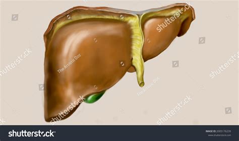 120 Falciform ligament Images, Stock Photos & Vectors | Shutterstock