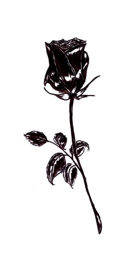 black rose by Drained on DeviantArt