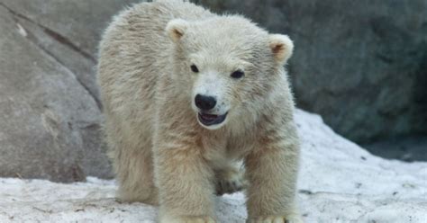 3 Newborn Polar Bear Cubs Die At Toronto Zoo