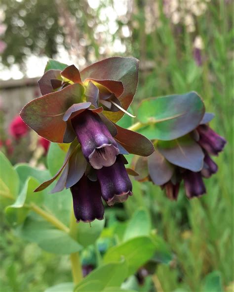 Cerinthe major 'Purpurascens' | Shop Cerinthe | Proctors Nursery