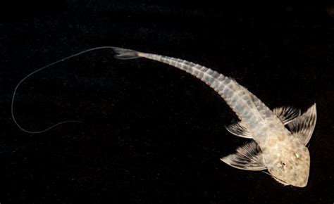 ‘Rare’ new fish species — with dangly, long lips — discovered in river in Amazon