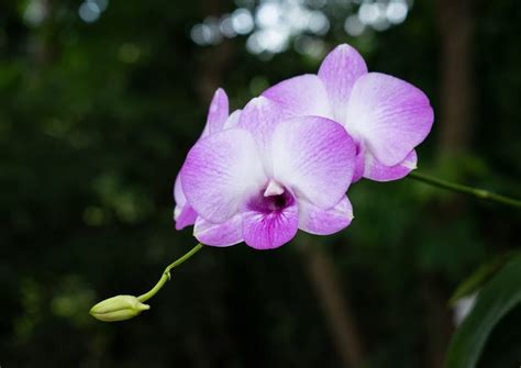 Unusual Orchids You Must Know About | Pansy Maiden