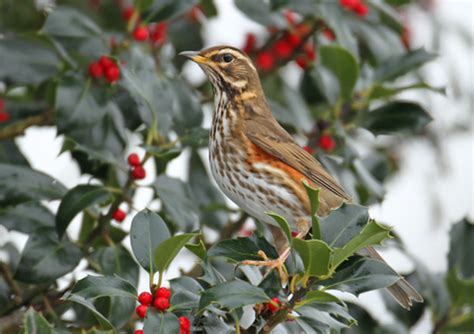 Species of the Month | Dorset Wildlife Trust