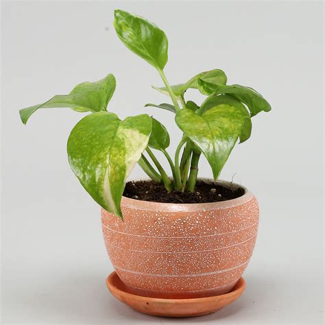 Buy/Send Golden Money Plant In Orange Pot With Plate Online- Ferns N Petals