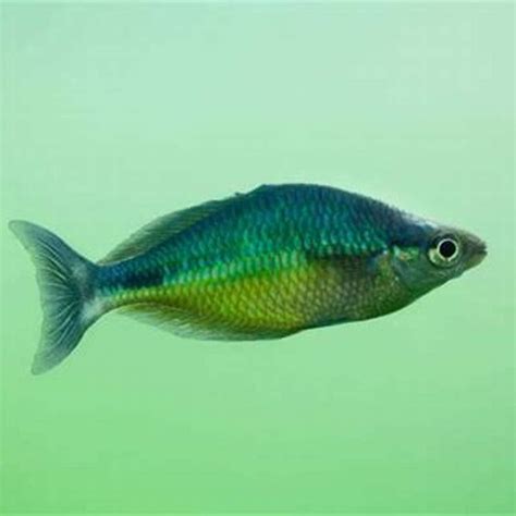 How big do rainbowfish get? - DIY Seattle