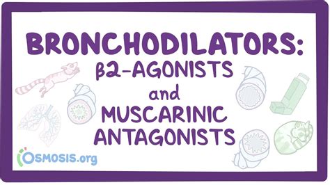 Bronchodilators: Beta 2-agonists and muscarinic antagonists: Video ...