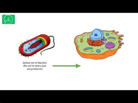 Qeliza eukariote dhe qeliza prokariote - Lesson 2 - YouTube