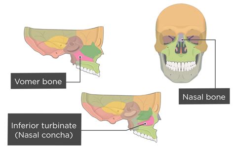 Inferior Nasal Concha